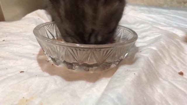 Котята!Прикорм/мясо/???? смотреть онлайн