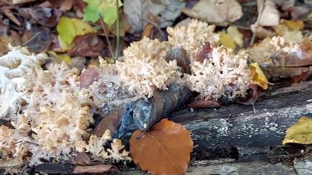 Hericium Coralloides (dinţi De Coral, Ariciul Coral, Coral Tooth, Comb’s Tooth Fungi)