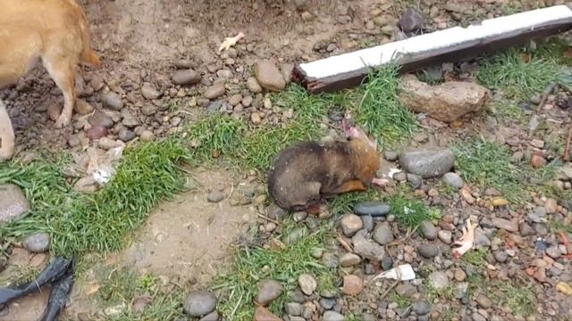 Узбекистан. Холодно и голодно бедным животным. В областях собак почти истребили. смотреть онлайн