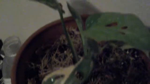 Monstera variegation and adansonii update смотреть онлайн