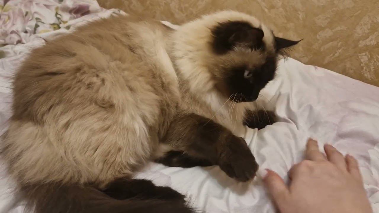 Кошка Моника| 1000 подписчиков  Моничка принимает поздравления | Невская Маскарадная| Monica Cat