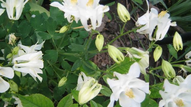 Пионы в саду Часть1 смотреть онлайн