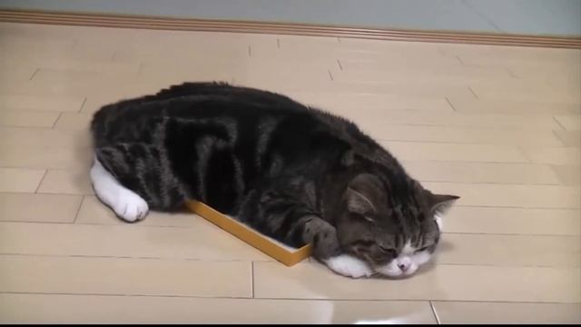 Самый смешной кот