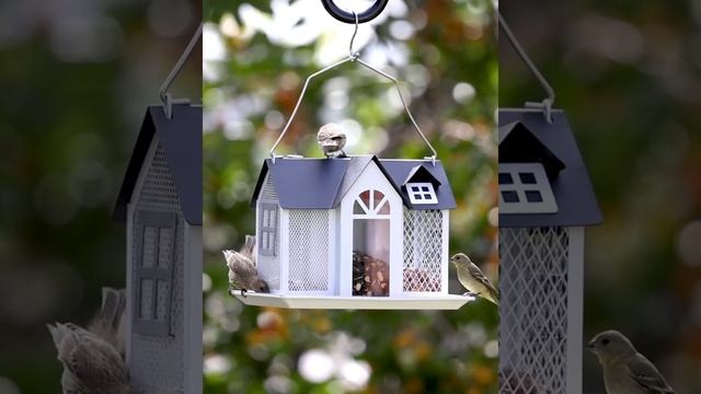 Kingsyard House feeder, Birds Singing, Bird Video, Relaxing Sound, Love Nature and Songbirds. смотреть онлайн