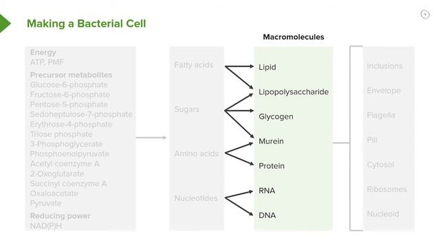 Bacterial Reproduction: Heterotrophy & Autotrophy – Microbiology | Lecturio смотреть онлайн