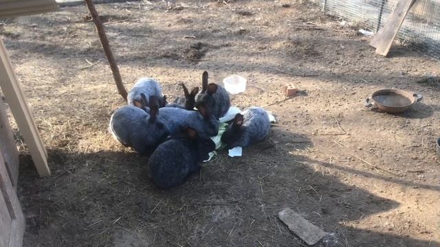 Кормление наших кроликов в вольере домашними пищевыми отходами. Мои кролики. Дачная Жизнь ТВ. смотреть онлайн