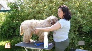 Пшеничный терьер | Элита