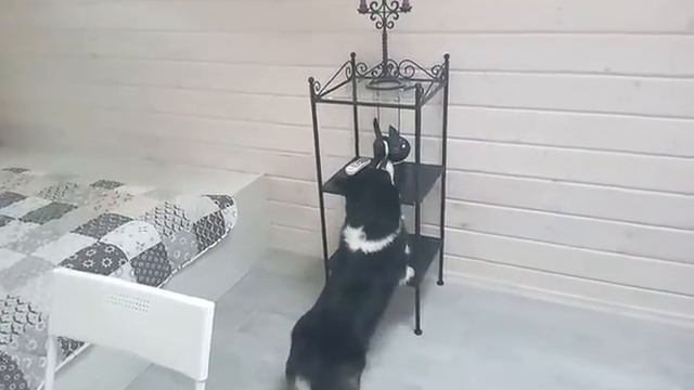 Вельш корги и кошка драная) смотреть онлайн