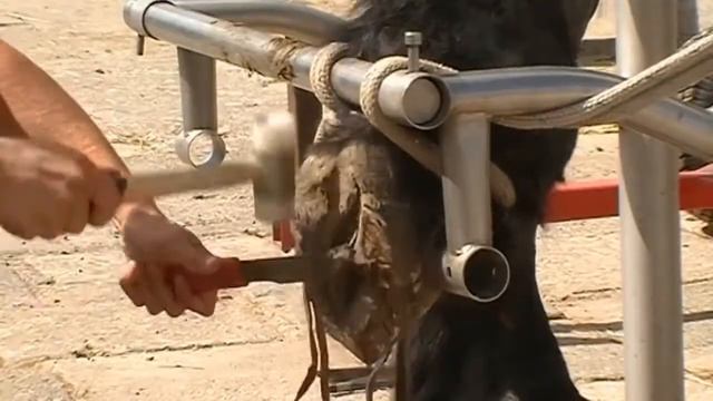 Большая лошадь