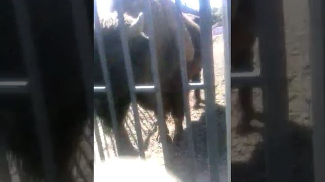 Зубр в зоопарке смотреть онлайн