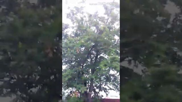 КОРОЧЕ ГОВОРЯ ДАЧА!!!! С первым днём лета ??? смотреть онлайн