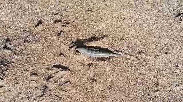 Личинка слепня. Городской пляж. 19.09.2021г смотреть онлайн