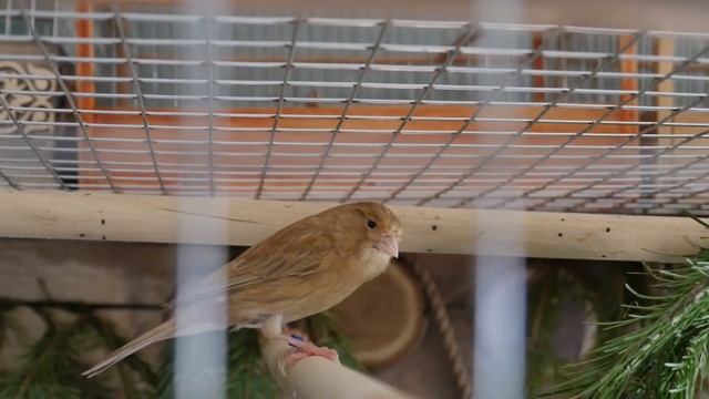 Aviary for birds (вольер для птиц в квартире) . смотреть онлайн