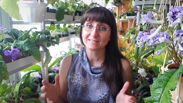 Выращиваем крупноцветковые стрептокарпусы смотреть онлайн