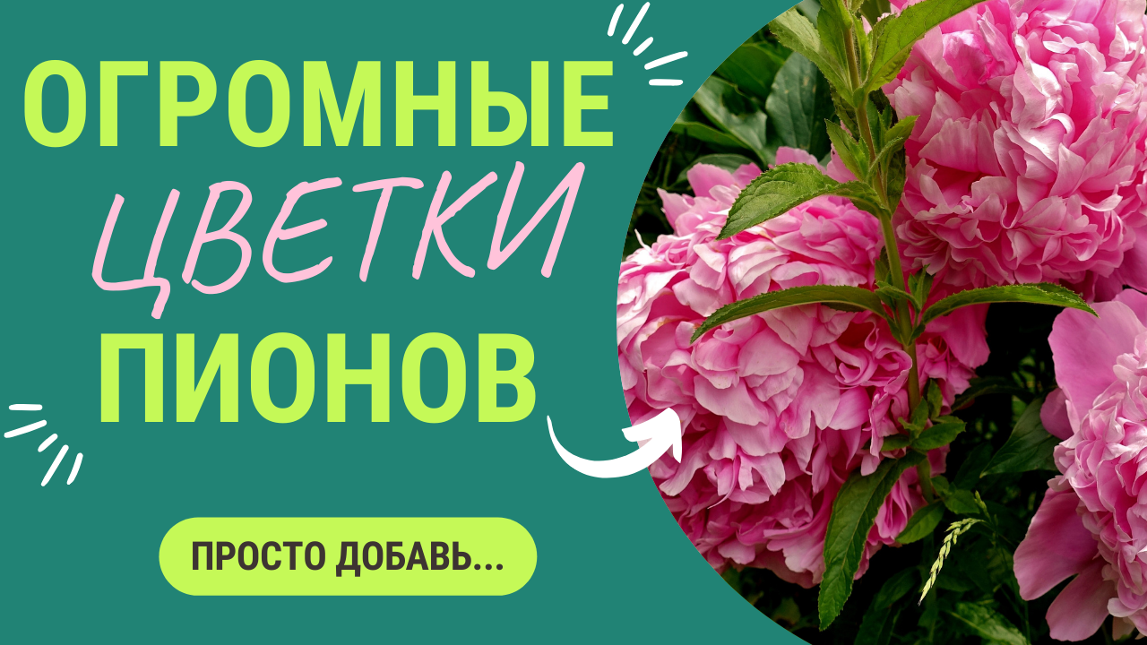 Цветки пионов будут огромными 🌸. Главное вовремя сделать правильную подкормку! смотреть онлайн
