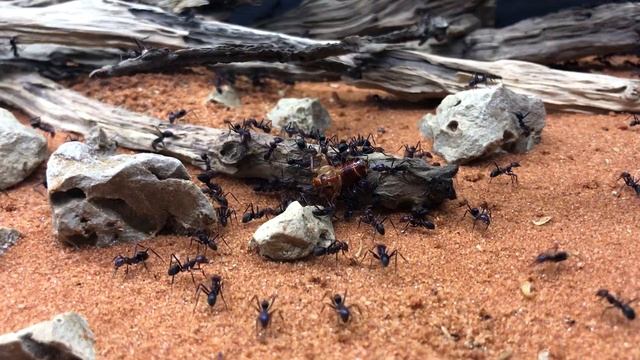 МУРАВЬИ СЪЕЛИ РЫБУ! | Meat ant | Iridomyrmex purpureus смотреть онлайн