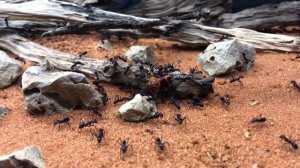МУРАВЬИ СЪЕЛИ РЫБУ! | Meat ant | Iridomyrmex purpureus