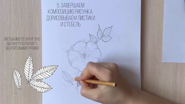 Как нарисовать ЦВЕТОК ШИПОВНИКА поэтапный видео урок смотреть онлайн