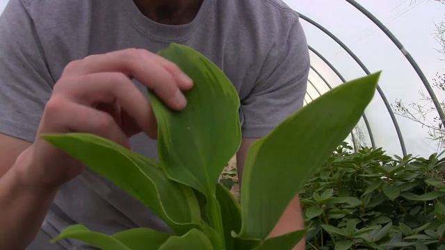 Huge Variegated Hosta! The Wu La La смотреть онлайн