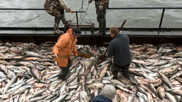 Tushida Baliq Ko'rsa Тушда балик куриш Tuwda Kursa тушида курса корса Korish Nima Buladi нима булад