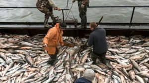 Tushida baliq ko'rsa Тушда балик куриш tuwda kursa тушида курса корса korish nima buladi нима булад