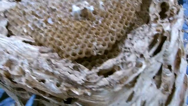 Гнездо шершней, внутреннее устройство смотреть онлайн