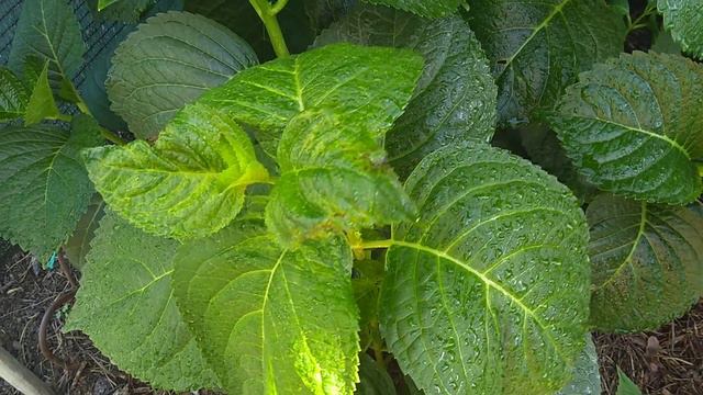 25июня2019 Крупнолистные Гортензии🌱🤗 смотреть онлайн