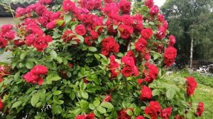 Беспроблемные Плетистые розы для средней полосы (5 климатическая зона)