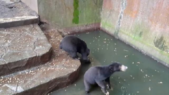 После того как эти кадры попали в Сеть, зоопарк чуть не закрыли! смотреть онлайн