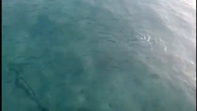 Кормление рыбок в красном море часть 2 смотреть онлайн