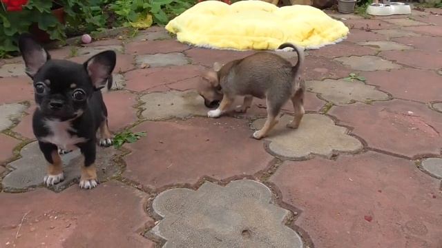 семейка ЧИХУА @ Щенки ЧИХУАХУА из питомника 2,5 месяца смотреть онлайн