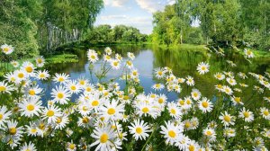 Лето. Музыка Сергея Чекалина.