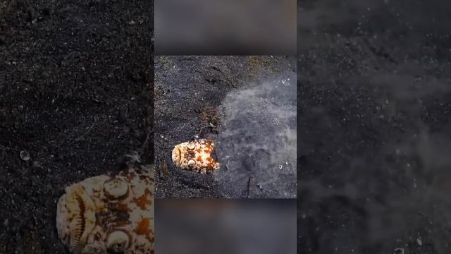 Вот на кого лучше не наступать. Рыба Звездочет смотреть онлайн