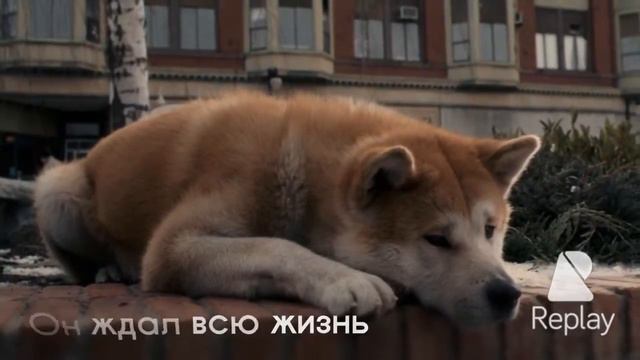 Хатико смотреть онлайн