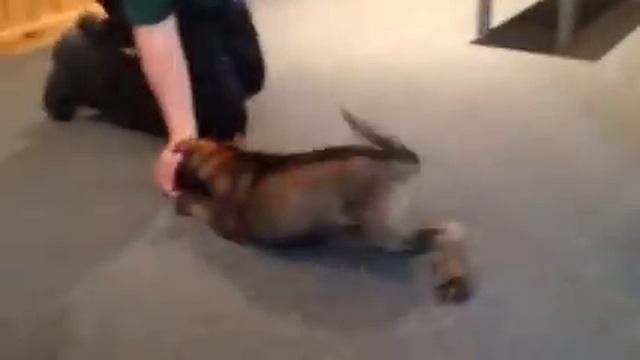 Lucy Von Prufenpuden 11 Weeks Obedience German Shepherd For Sale