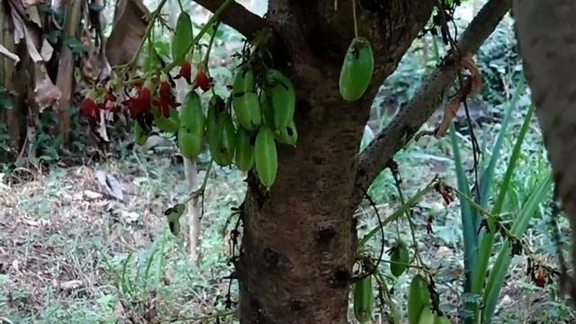 Bilimbi plant смотреть онлайн