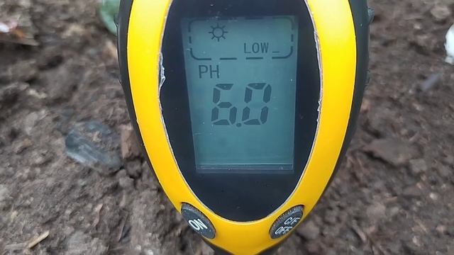 Посадка садовой клюквы смотреть онлайн