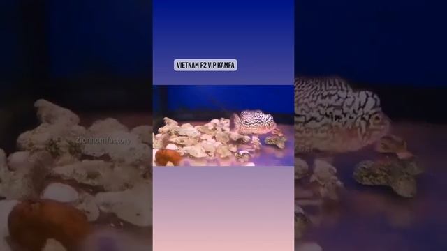 VVIP Kamfa Vietnam bloodline смотреть онлайн