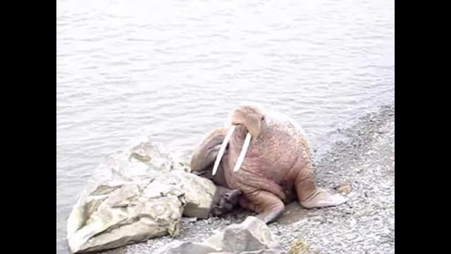 Лежбище моржей на побережье Чукотского моря смотреть онлайн