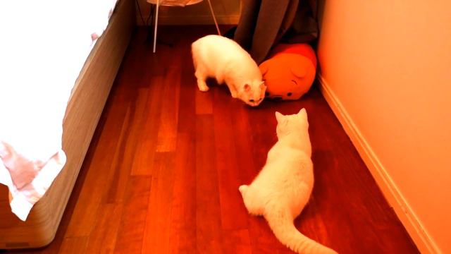 암컷 처음 만난 꼬부기 - 8개월 오드아이 먼치킨 고양이 Munchkin Cat Gato マンチカンねこ смотреть онлайн