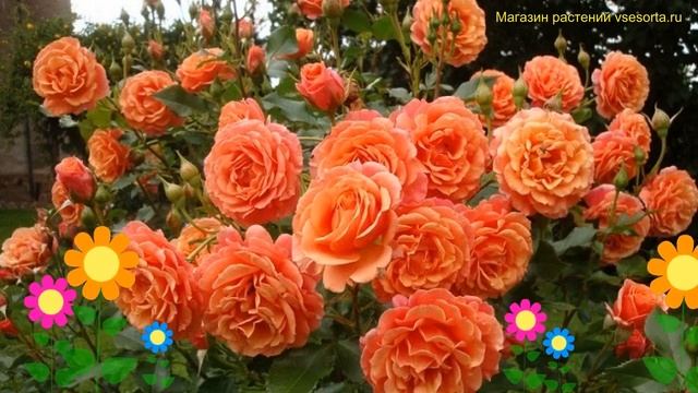 Роза кустовая кустовая Ламбада на штамбе. Краткий обзор, описание характеристик Ламбада на штамбе смотреть онлайн