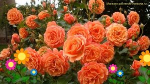 Роза кустовая кустовая Ламбада на штамбе. Краткий обзор, описание характеристик Ламбада на штамбе