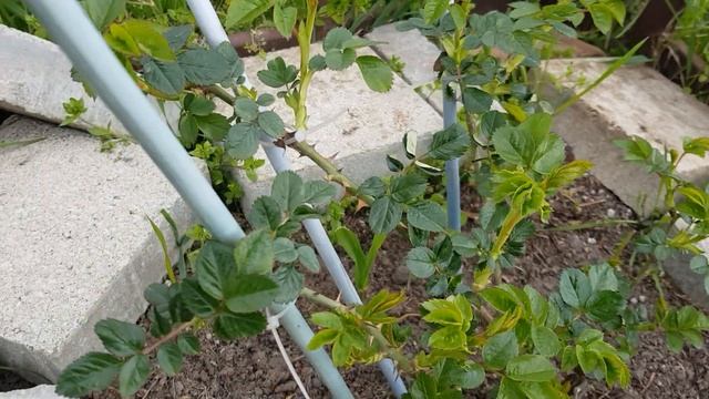 Пересаженная роза ПОЛЬКА- ТОЛЬКО ПОСЛЕ ВТОРОЙ? ЗИМЫ, пришла в себя- Красоткой стала 2.04.23 смотреть онлайн