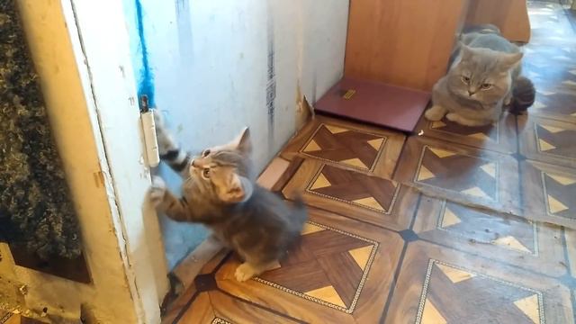 Хорошие котята попадают в хорошие руки ( Добрый котенок ) смотреть онлайн