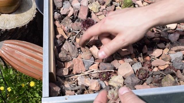Propagating and Planting SEMPERVIVUM - How to seperate newly purchased Hens and Chicks смотреть онлайн
