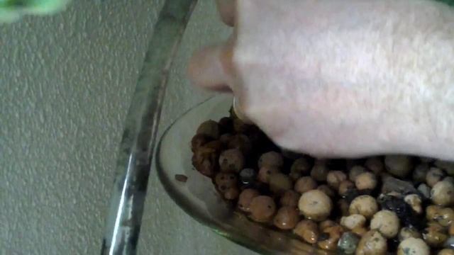 Medinilla magnifica watering смотреть онлайн