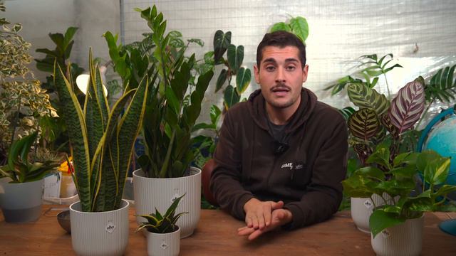 Piante da interno resistenti, piante facili da curare смотреть онлайн