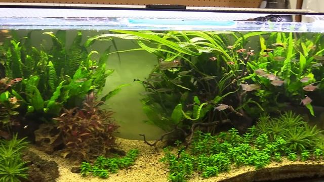 DWARF CICHLID PLANTED AQUARIUM SETUP! смотреть онлайн
