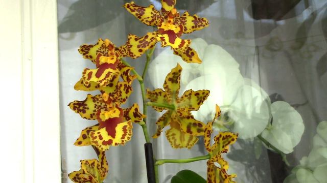 What is happy sap or honey dew? Why do orchids produce it? смотреть онлайн