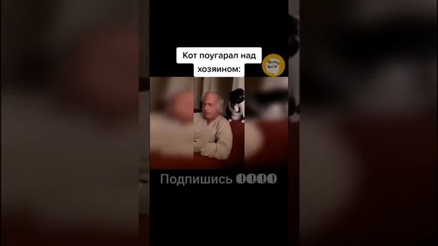 кот ? поугарал над хозяином ? смотреть онлайн